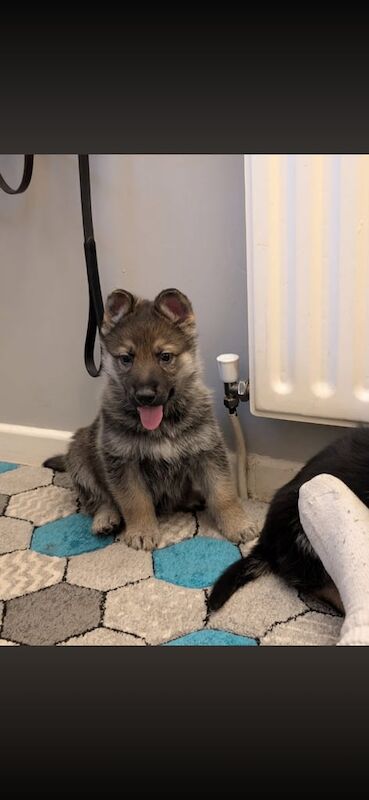 German Shepherd puppies for sale in Armagh, County Armagh – 7 weeks old
