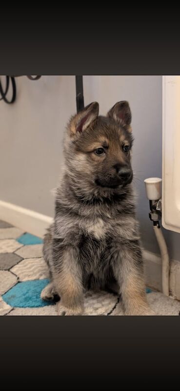 German Shepard pups - Image 2 of 5