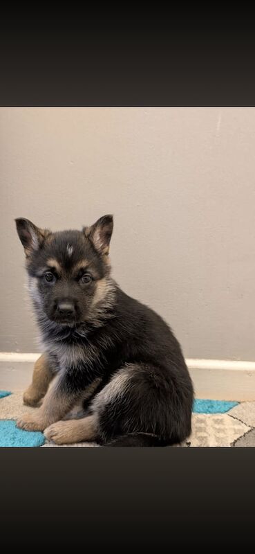 German Shepard pups - Image 3 of 5