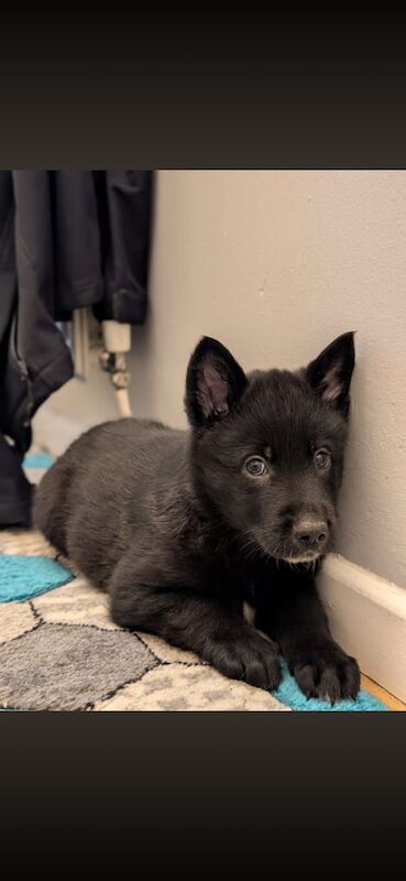 German Shepard pups - Image 4 of 5