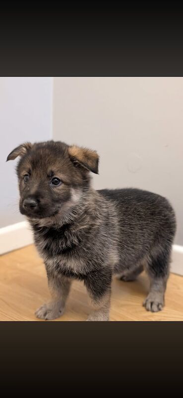 German Shepard pups - Image 5 of 5
