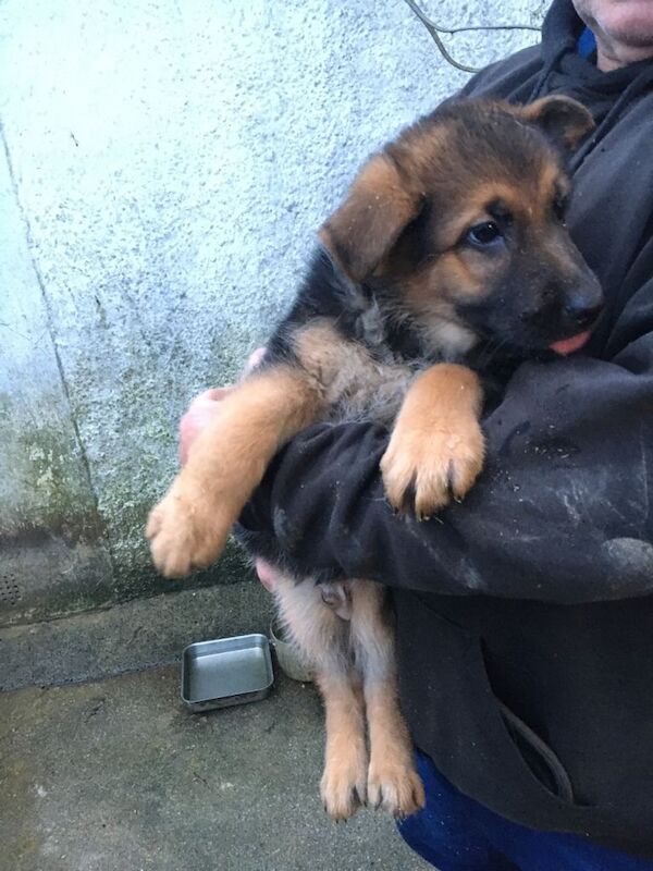 German Shepherd Puppies For Sale Under £1,000