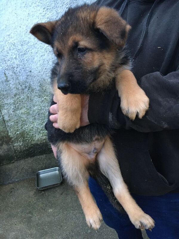 German Shepherd puppies for sale in Kilmarnock, East Ayrshire – 9 weeks old - Image 2 of 5