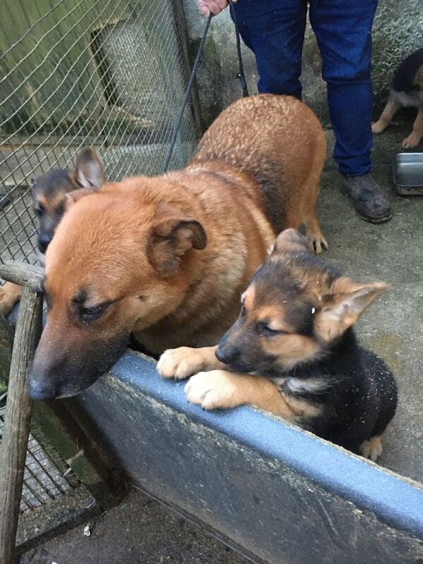 German Shepherd puppies for sale in Kilmarnock, East Ayrshire – 9 weeks old - Image 3 of 5