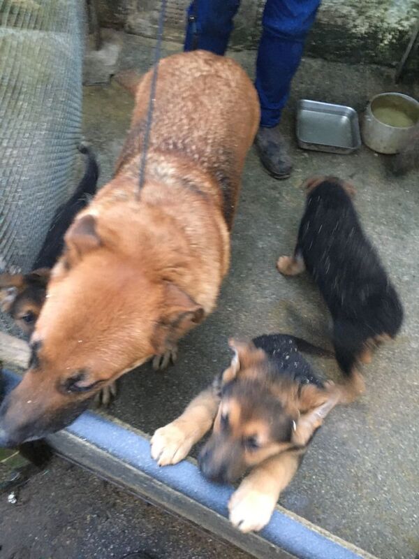 German Shepherd puppies for sale in Kilmarnock, East Ayrshire – 9 weeks old - Image 4 of 5