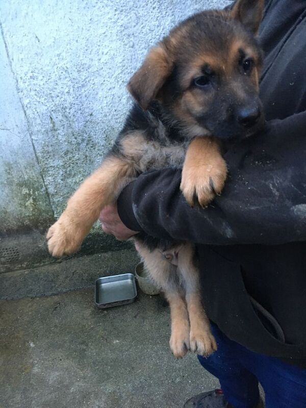 German Shepherd puppies for sale in Kilmarnock, East Ayrshire – 9 weeks old - Image 5 of 5