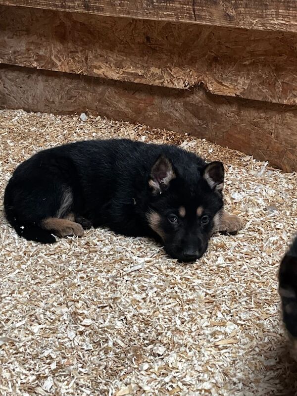 German Shepard pups