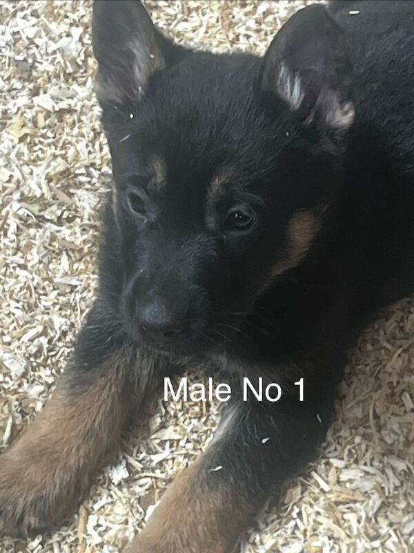 German Shepard pups - Image 2 of 5