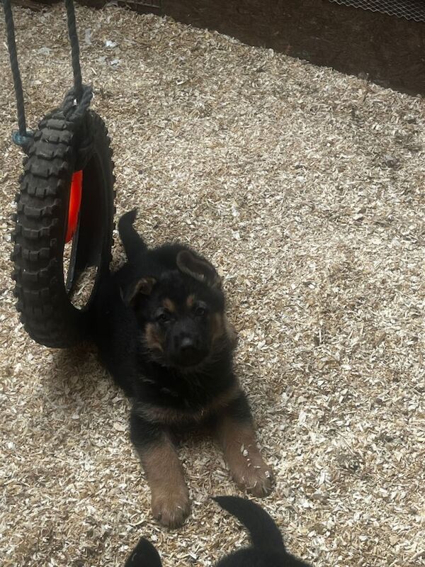 German Shepard pups - Image 3 of 5