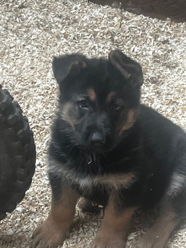 German Shepard pups - Image 4 of 5