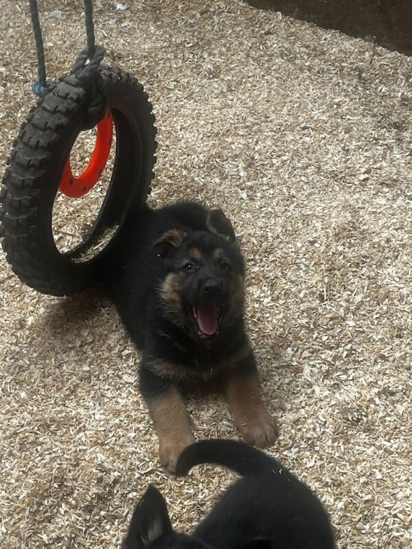 German Shepard pups - Image 5 of 5
