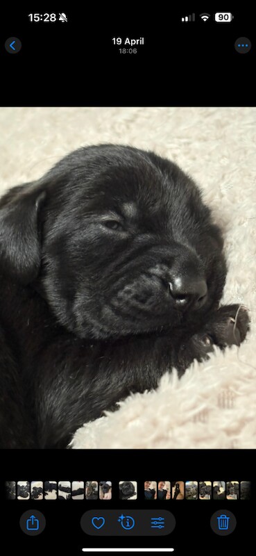 German Shepard pups 8 weeks old - Image 2 of 5