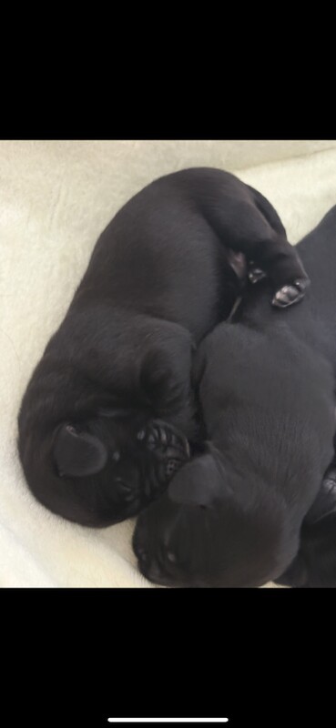German Shepard pups 8 weeks old - Image 3 of 5