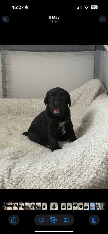 German Shepard pups 8 weeks old - Image 4 of 5