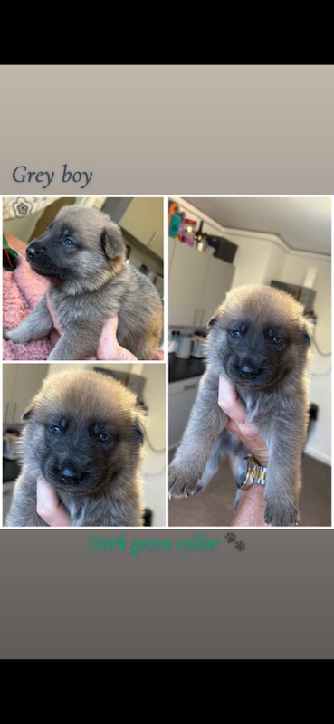 German Shepard X Akita puppies