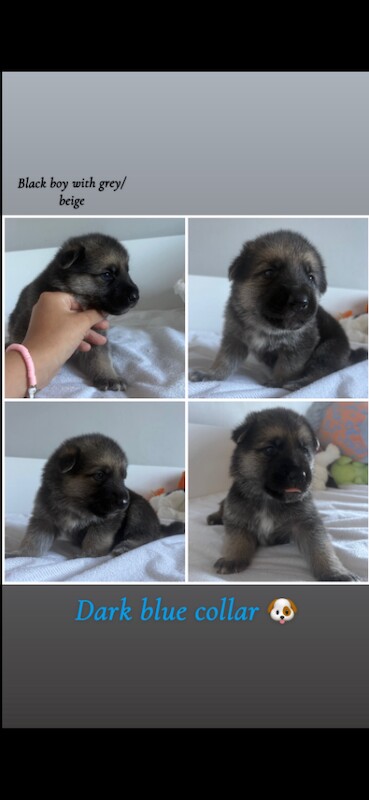 German Shepard X Akita puppies - Image 2 of 6