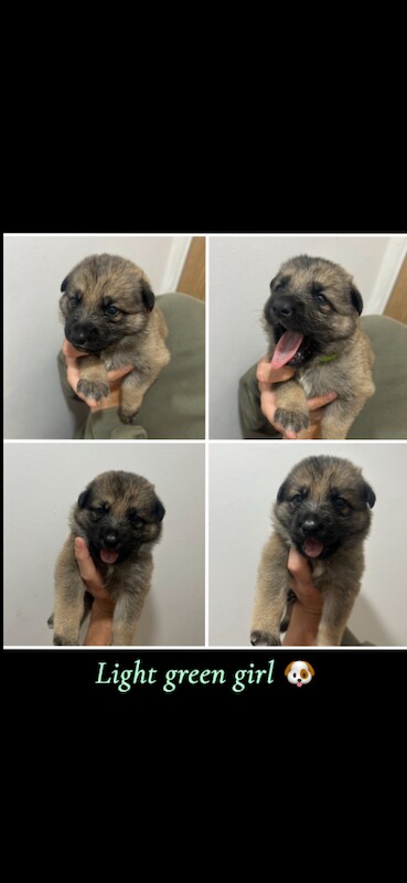 German Shepard X Akita puppies - Image 3 of 6