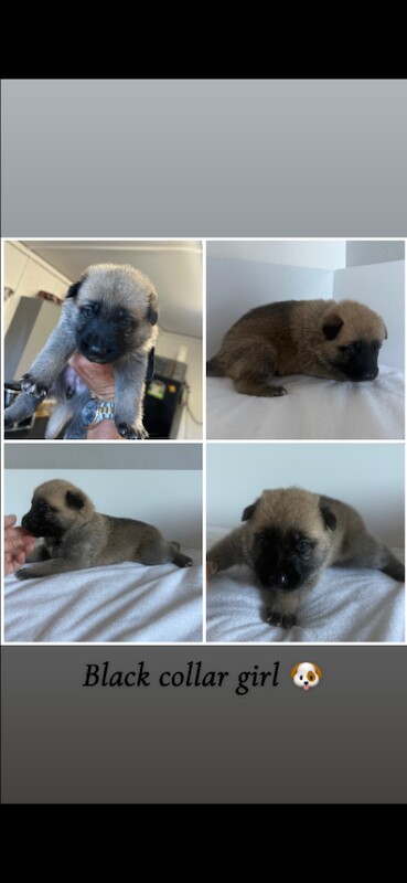 German Shepard X Akita puppies - Image 4 of 6