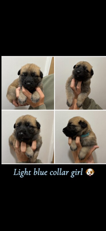 German Shepard X Akita puppies - Image 5 of 6