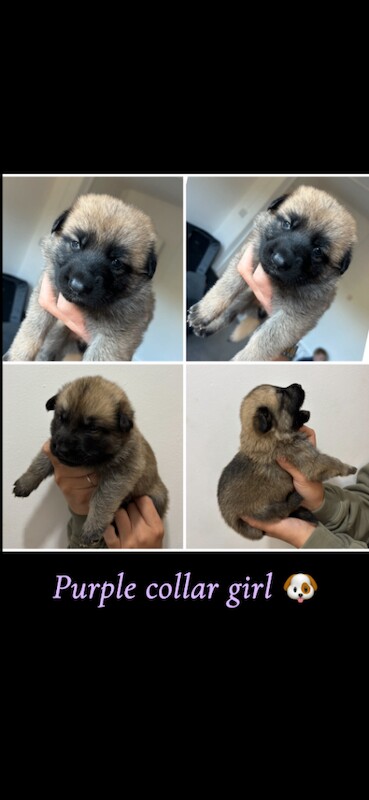 German Shepard X Akita puppies - Image 6 of 6
