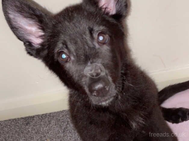 German Shepherd puppies for sale in Eckington, Derbyshire – 1 year old - Image 2 of 2