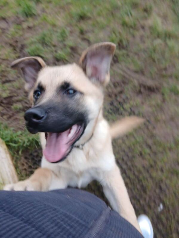 German Shepherd puppies for sale in County Antrim – 11 weeks old