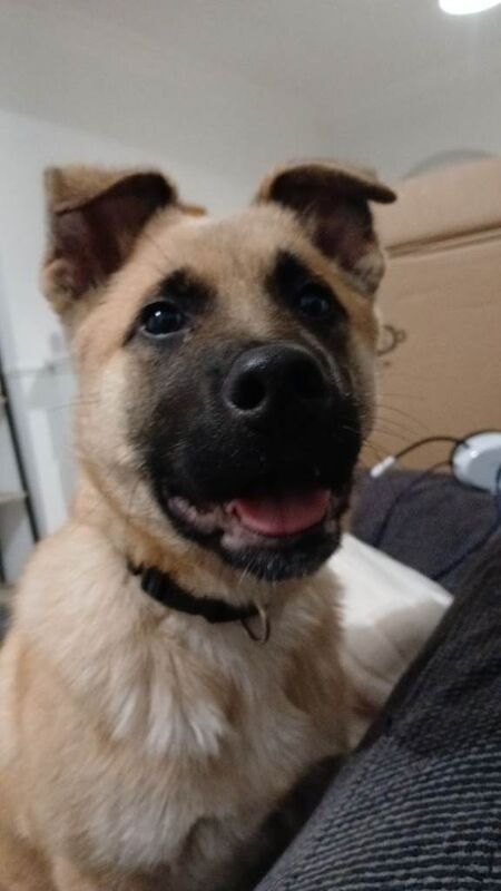 German Shepherd puppies for sale in County Antrim – 11 weeks old - Image 2 of 3