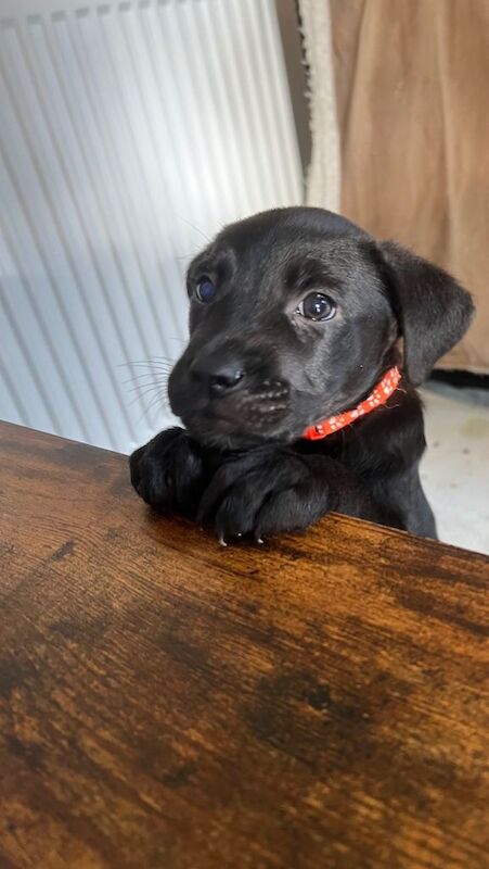 German Shepherd Puppies For Sale