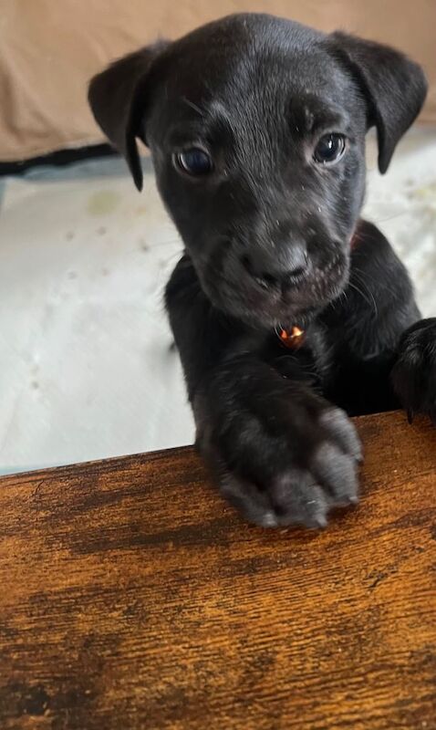 German Shepard x staffy pups - Image 2 of 5