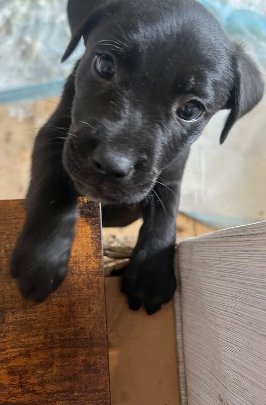 German Shepard x staffy pups - Image 3 of 5