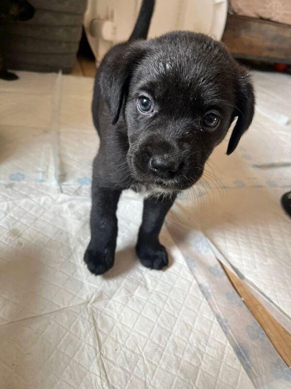 German Shepard x staffy pups - Image 4 of 5