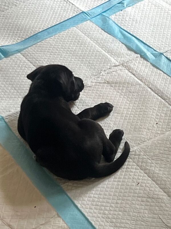 German Shepard x staffy pups - Image 5 of 5