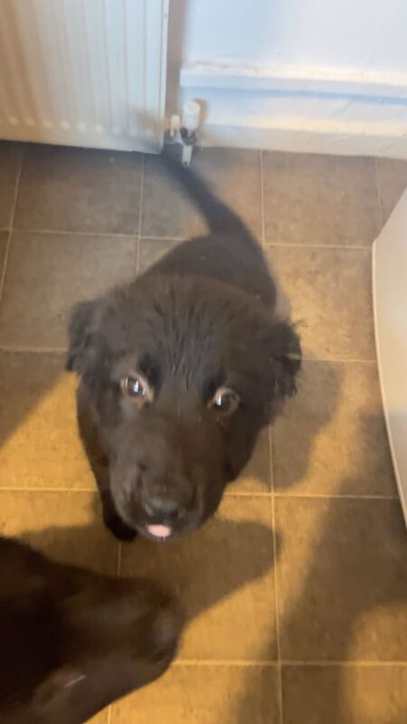 German Shepherd puppies for sale in Balloch, Dunbartonshire – 3 months old - Image 2 of 3