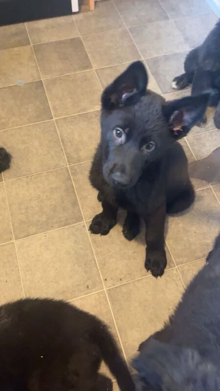 German Shepherd puppies for sale in Balloch, Dunbartonshire – 3 months old - Image 3 of 3