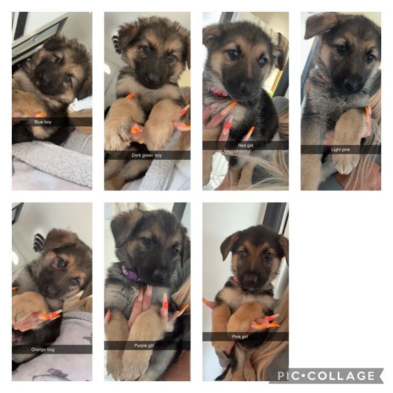 German Shepards