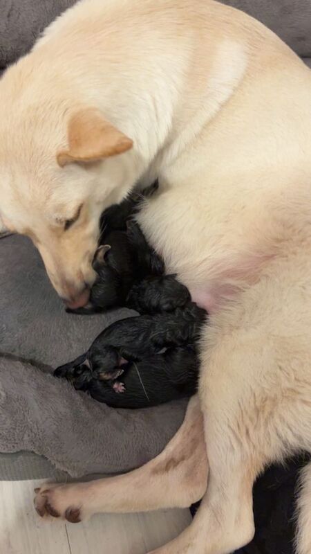 German Shepards - Image 2 of 6