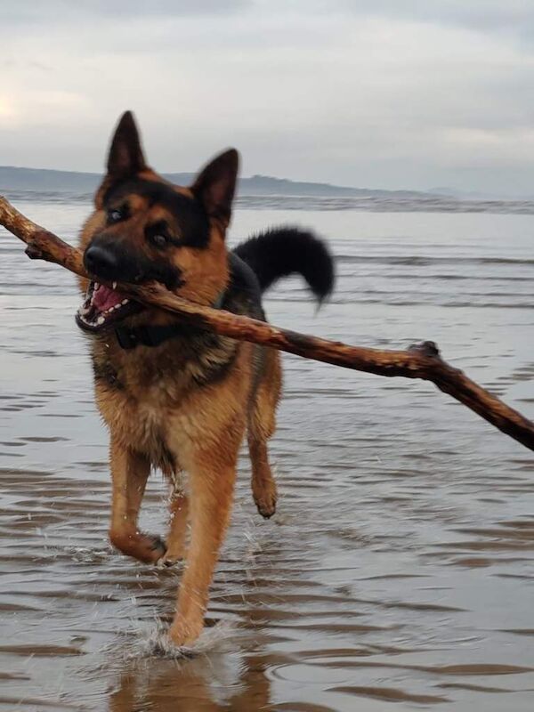 German Shepards - Image 3 of 6