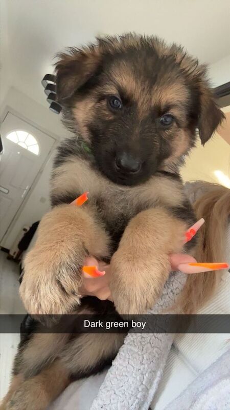 German Shepards - Image 4 of 6