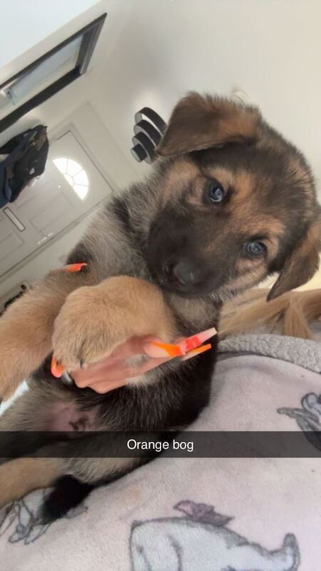 German Shepards - Image 5 of 6
