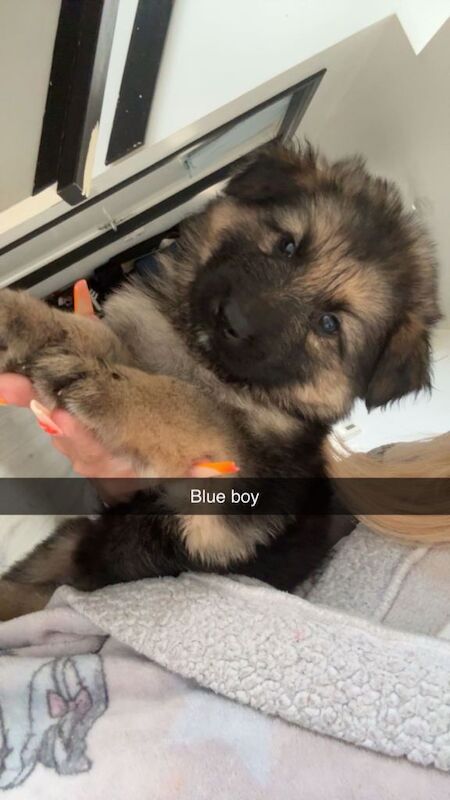 German Shepards - Image 6 of 6