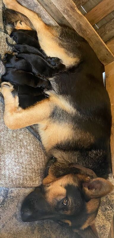 German Shepherd Puppies For Sale