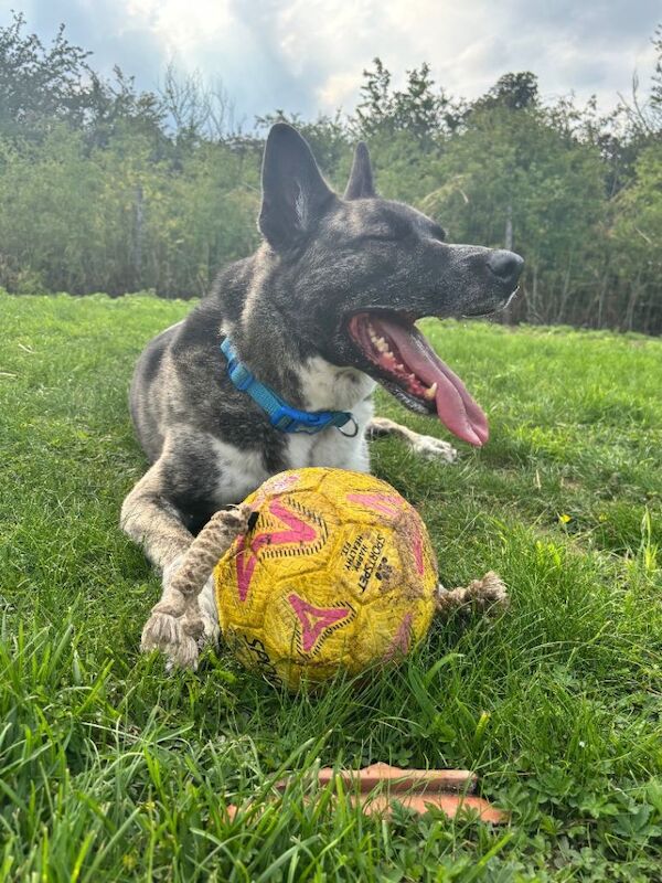 German Shepared Cross Husky ( Please Read The Description first )