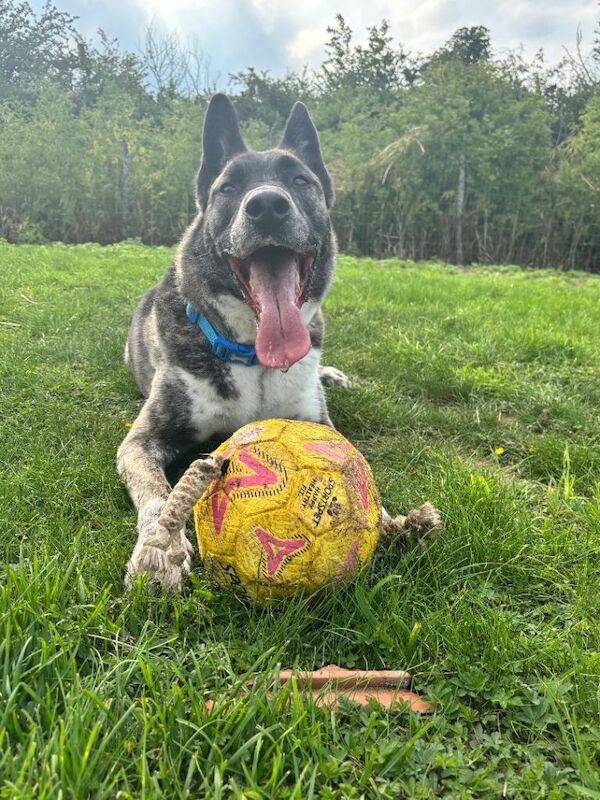 German Shepared Cross Husky ( Please Read The Description first ) - Image 2 of 3