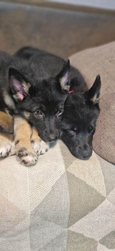 German sheperd 3 girls - Image 2 of 6