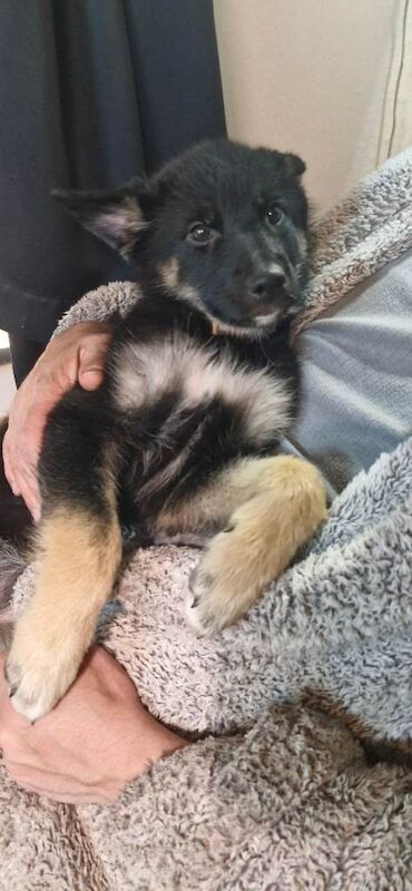 German sheperd 3 girls - Image 4 of 6
