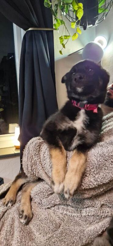 German sheperd 3 girls - Image 6 of 6