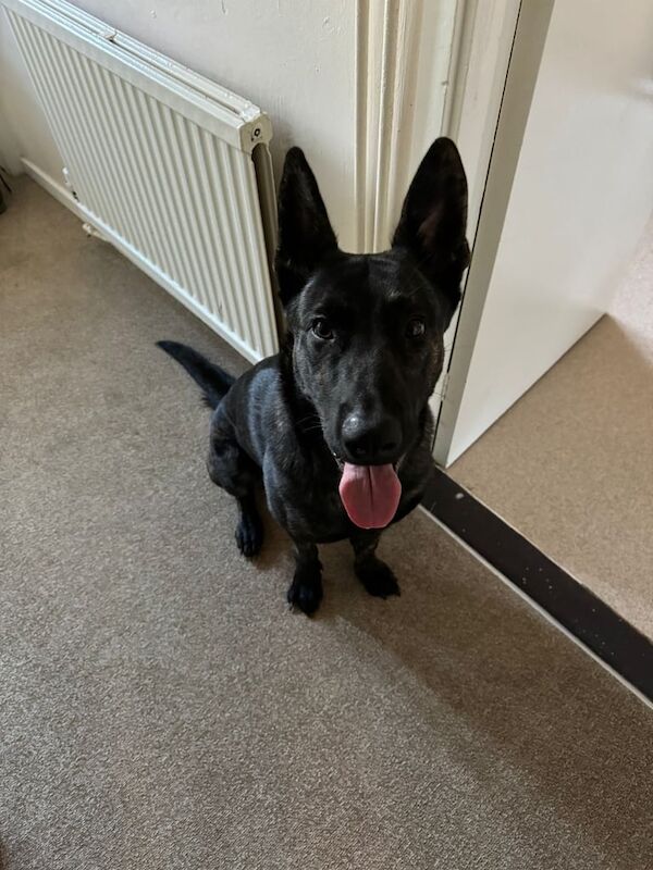 German Sheperd for sale in Salisbury, Wiltshire