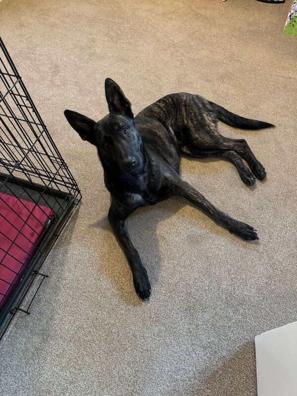 German Sheperd for sale in Salisbury, Wiltshire | Image 2