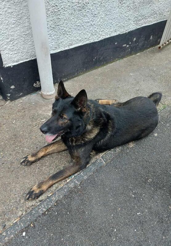 German Shepherd puppies for sale in Strabane, County Tyrone – 11 years old