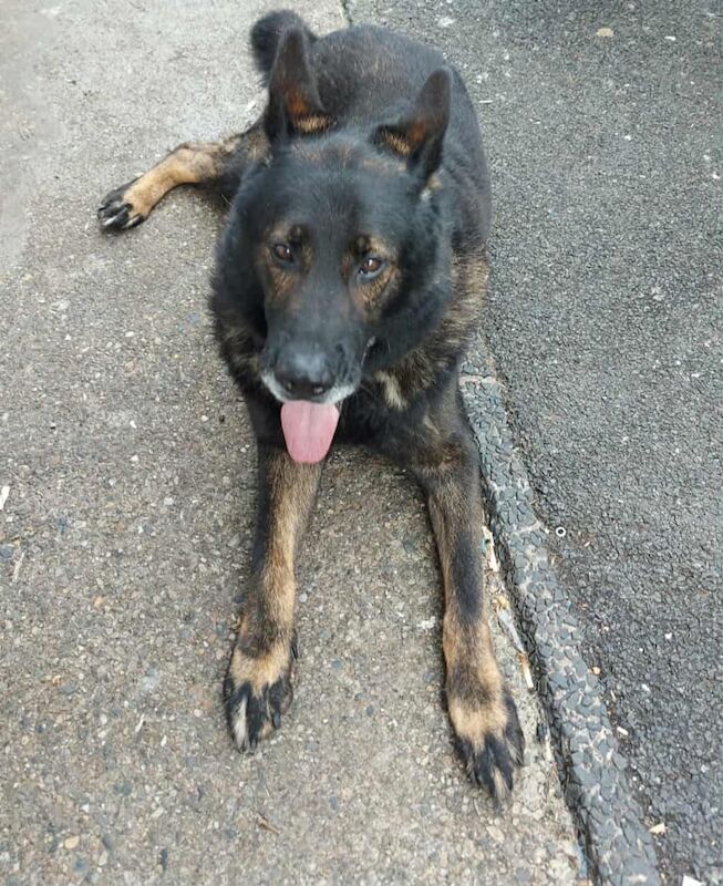 German Shepherd puppies for sale in Strabane, County Tyrone – 11 years old - Image 2 of 3